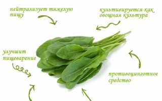 Разрешено ли при подагре употреблять щавель? Узнайте мнение врачей