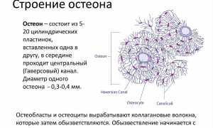 Остеон — действенное средство для лечения суставов и восстановления подвижности