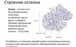 Остеон — действенное средство для лечения суставов и восстановления подвижности
