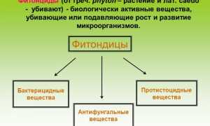 Настойка из сосновых шишек на водке для суставов и другие рецепты здоровья