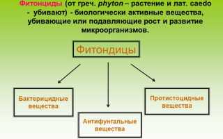 Настойка из сосновых шишек на водке для суставов и другие рецепты здоровья
