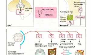 Особенности лечения суставов пчелиными укусами для здоровья