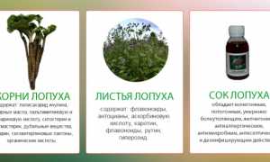 Как применять лопух для лечения межпозвоночной грыжи? Полезные советы и рекомендации
