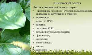 Как с помощью подорожника лечить заболевания суставов? Полезные советы и рекомендации