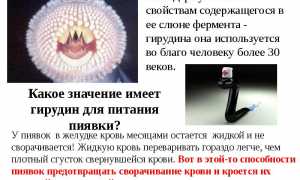 Гирудотерапия в борьбе с шейным остеохондрозом: эффективные методы и результаты