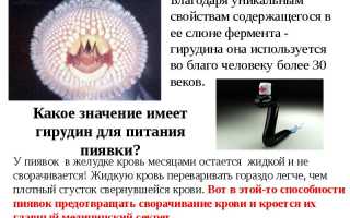 Гирудотерапия в борьбе с шейным остеохондрозом: эффективные методы и результаты