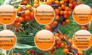 Выясняем как лечить подагру с помощью облепихи и народных средств
