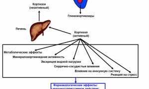 Гидрокортизон — препарат для здоровья суставов и их восстановления