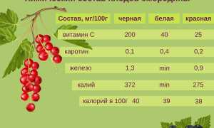 Чем полезна смородина и как ее применять при подагре для здоровья?