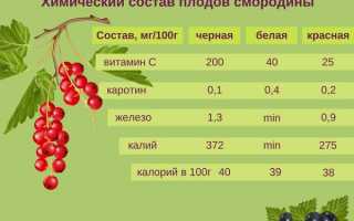Чем полезна смородина и как ее применять при подагре для здоровья?