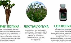 Как использовать лопух в целях лечения подагры и улучшения здоровья?