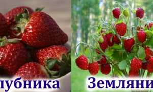 Полезна ли клубника при подагре и как ее употреблять правильно?