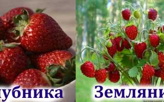 Полезна ли клубника при подагре и как ее употреблять правильно?