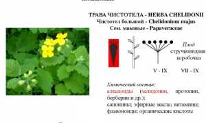 Эффективность лечения суставов с помощью чистотела: полезные советы и рекомендации