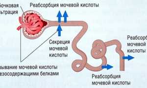 Можно ли есть баклажаны при лечении подагры и как это влияет на здоровье?