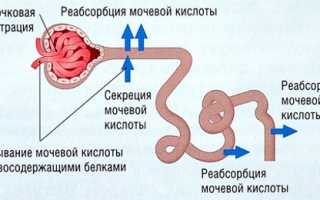 Можно ли есть баклажаны при лечении подагры и как это влияет на здоровье?