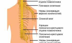 Народные методы лечения радикулита в домашних условиях
