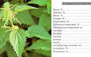 Как использовать крапиву в целях лечения подагры и улучшения здоровья?