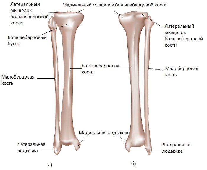 Анатомия берцовых костей
