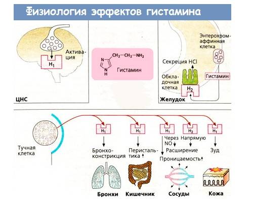 Биологическая роль гистамина