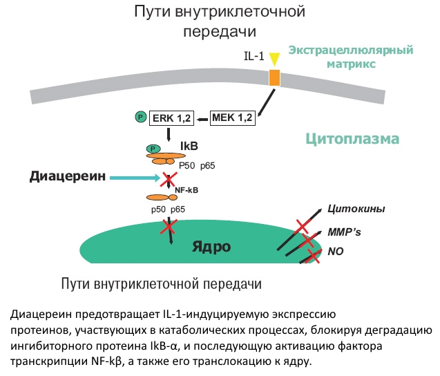 Действие Диацереина