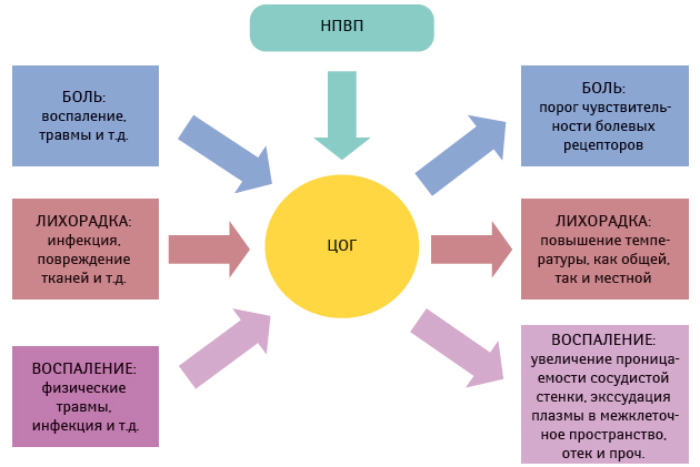 Действие НПВС на боль, лихорадку и воспаление