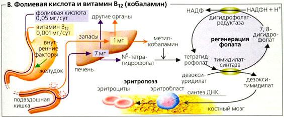 Фолиевая кислота и b12