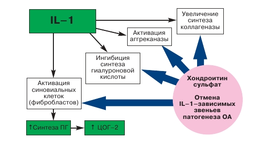 Функции хондроитина сульфата