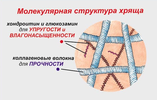 Хондратин, глюкозамин и коллаген в структуре хряща
