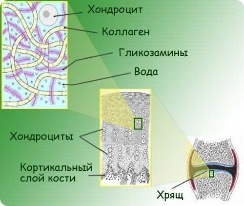 Хрящевая ткань коленного сустава