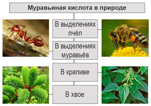 Источники муравьиной кислоты