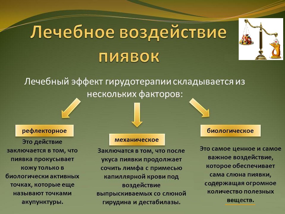 Лечебное воздействие пиявок