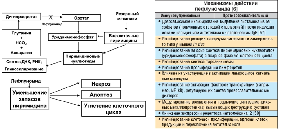 Механизм действия Лефлуномида