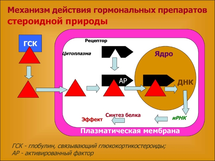 Механизм действия гормональных глюкокортикостероидов