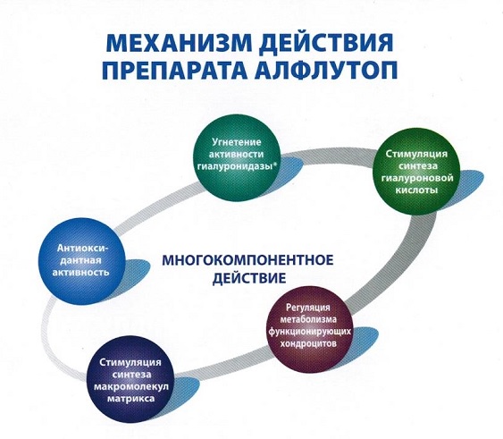 Механизм действия препарата Алфутоп