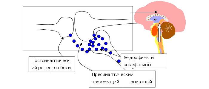 Механизм действия наркотических анальгетиков