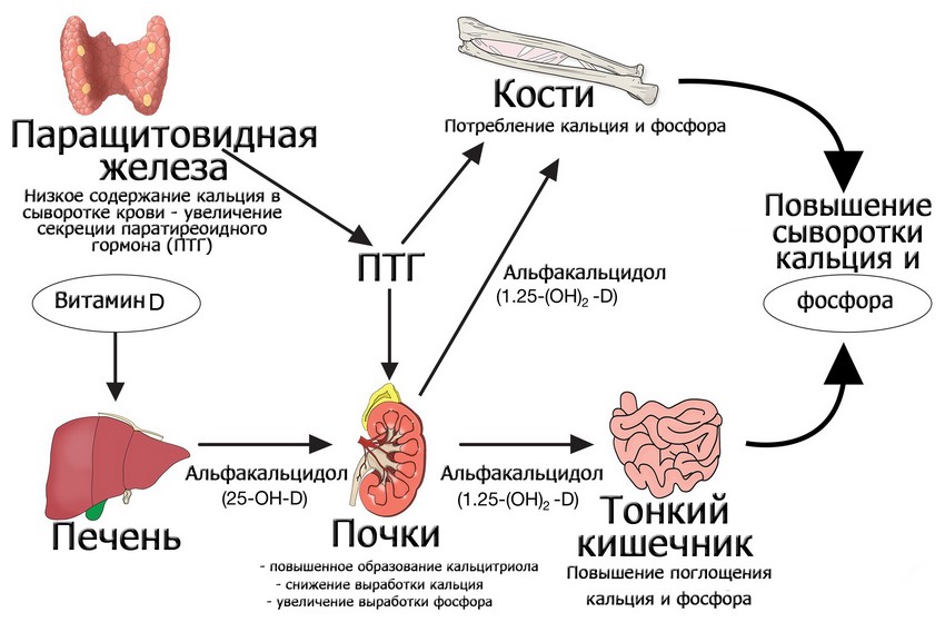 Метаболизм витамина Д и кальцио-фосфорный обмен