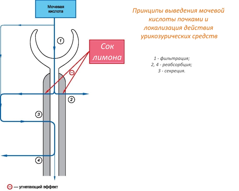 Принципы выведения мочевой кислоты почками с помощью сока лимона