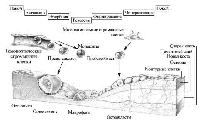 Процесс ремоделирования костной ткани