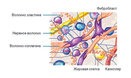 Процесс синтеза коллагена в организме