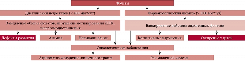 Проявления дефицита и избытка потребления фолиевой кислоты