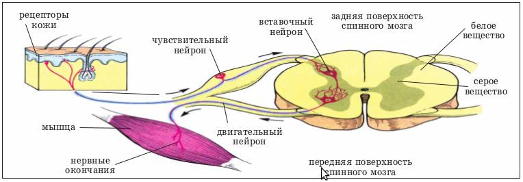 Рефлекторная дуга