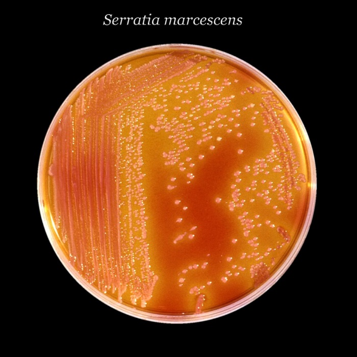 Бактерия Serratia E15