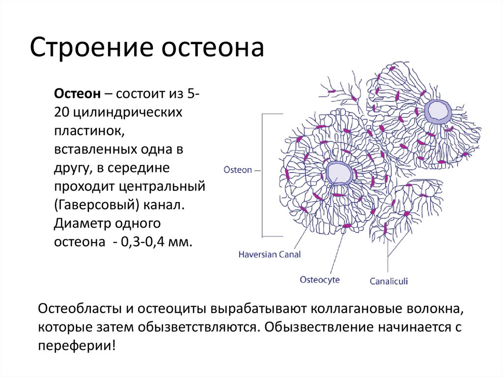 Строение остеона