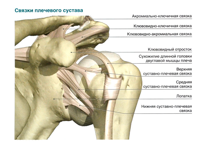 Связки плечевого сустава