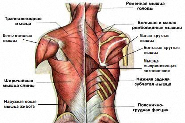 Анатомия мышц спины