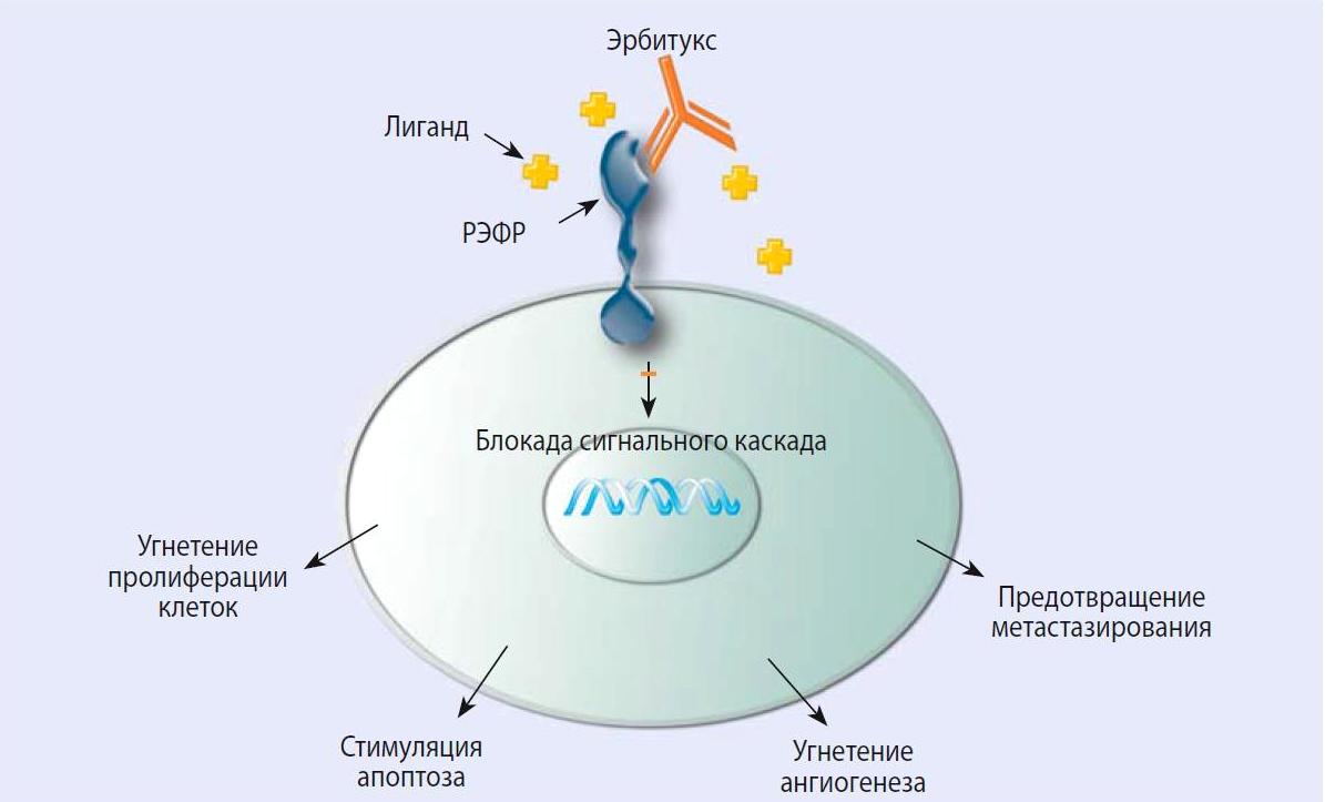 Блокада роста раковой опухоли химиотерапией