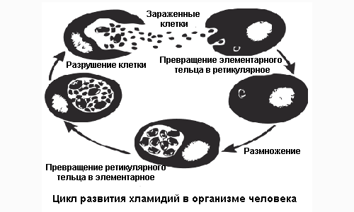 Цикл развития хламидии в организме человека