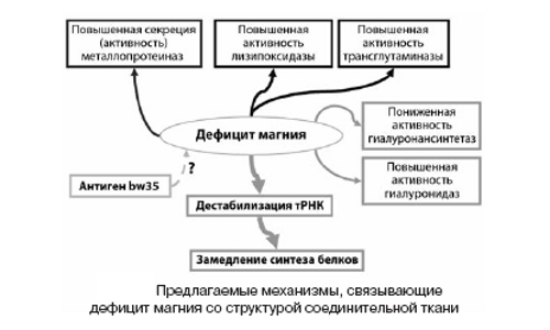 Влияние дефицита магния на соединительную ткань