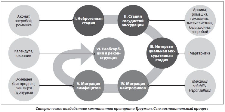 Действие Траумеля на воспаление